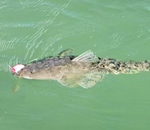 A flathead caught on a popper in 10cm of water – strange but true.